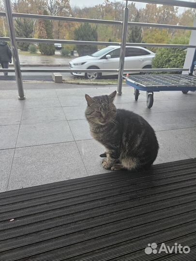 Котика в дар мальчика