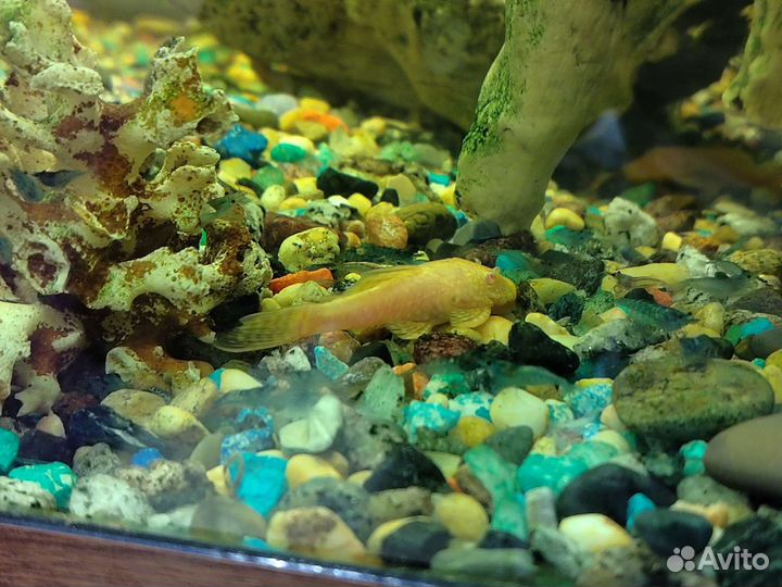 Анциструс золотой