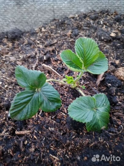 Рассада клубники