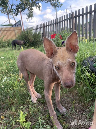 Продам щенка