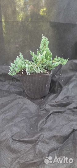 Можжевельник блю чип