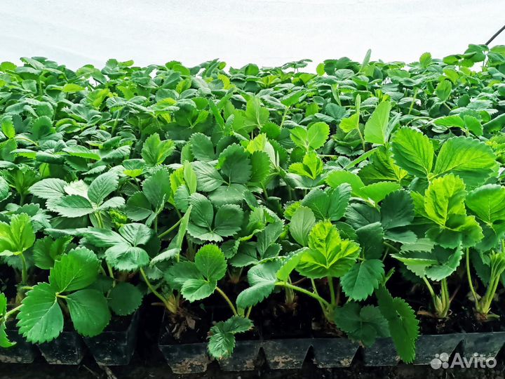 Рассада клубники