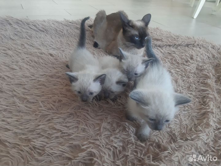 Тайские котята