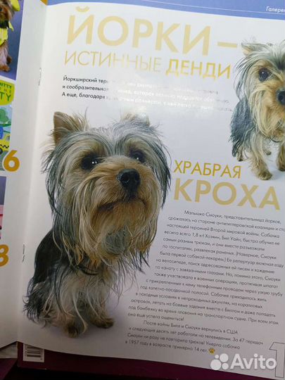 Журнал the dog collection