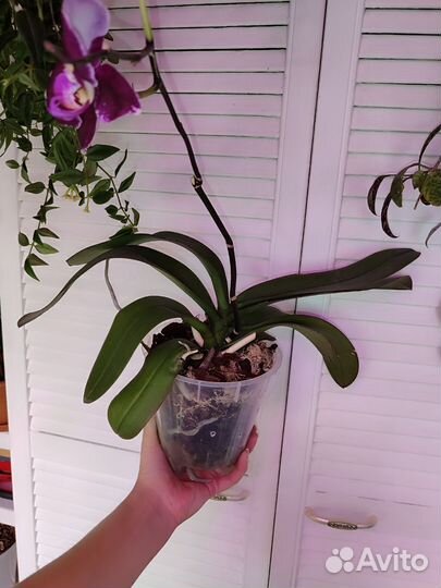 Орхидея Sogo Yumanta