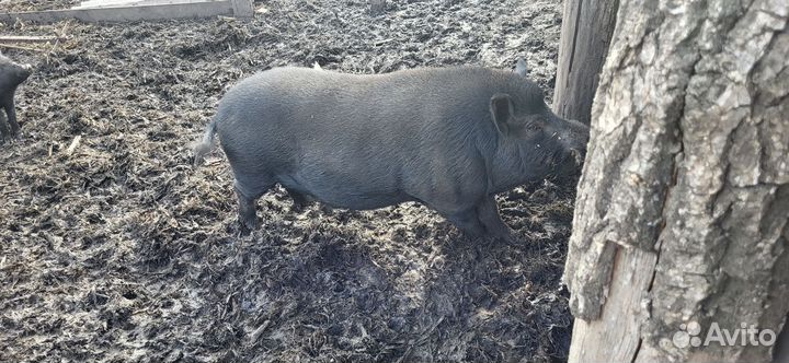 Вьетнамский вислобрюхий хряк и свиноматки