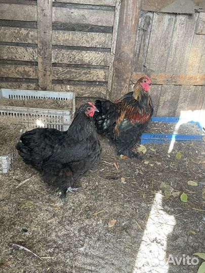 Куры несушки