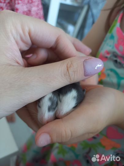 Крысята дамбо