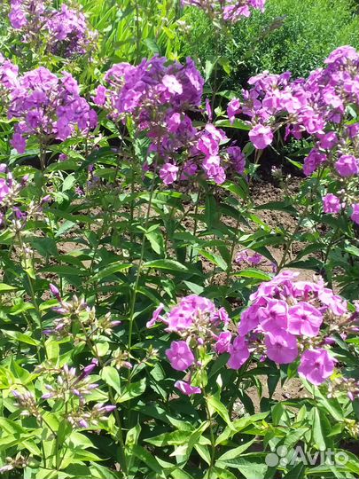 Продаются цветы