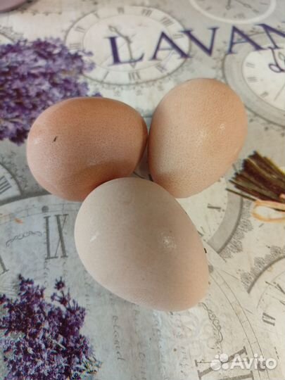 Яйцо цесарки