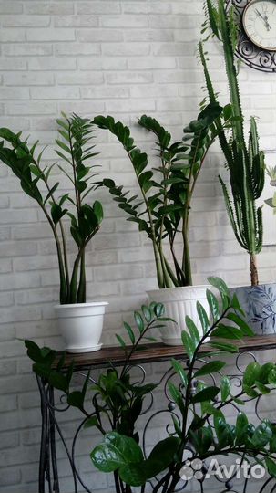 Замиокулькасы