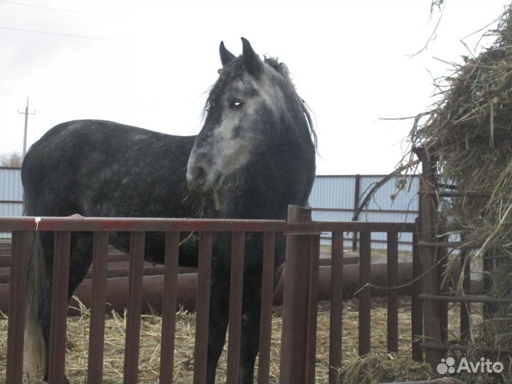 Молодой орловский рысак