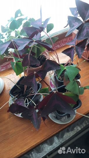 Кислица.Оксалис