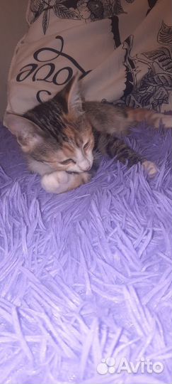 Котик в дар бесплатно