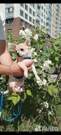 Щенки чихуахуа мини девочка и мальчик