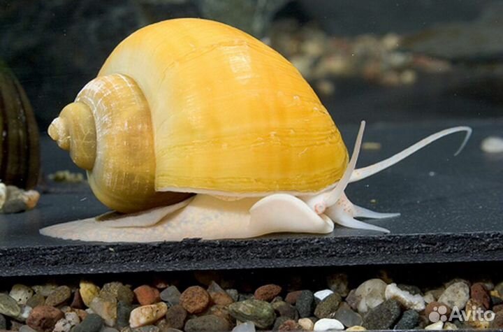 Улитки аквариумные