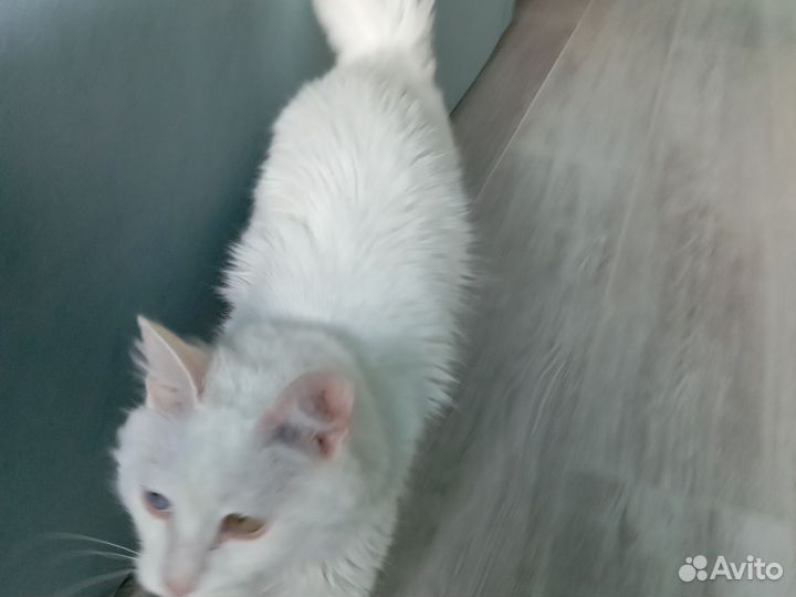 Продам кошку