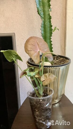 Комнатные цветы излишки