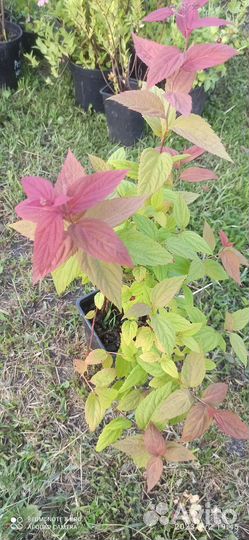 Спирея Голдфлейд