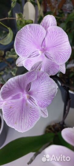 Фаленопсис биг лип