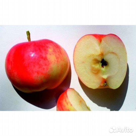 Саженцы летней яблони Мантет