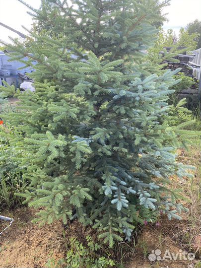 Ель голубая и зеленая