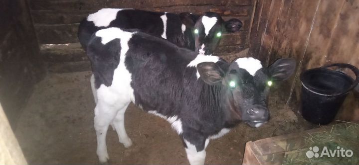 Телята бычки