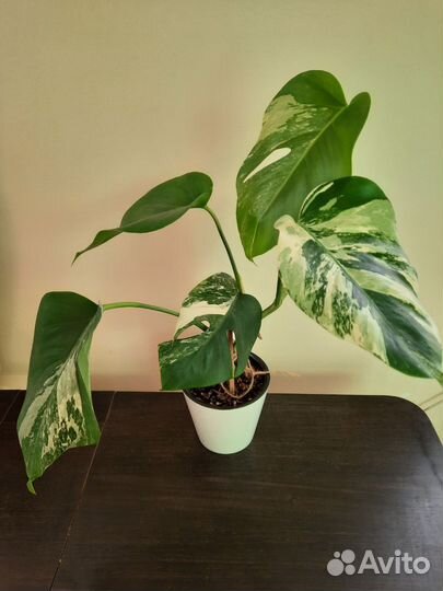 Монстера вариегатная альба