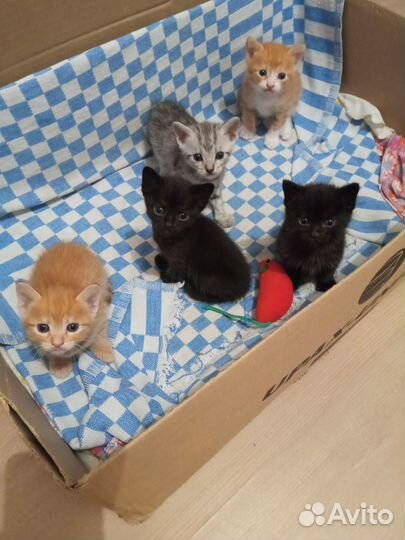 Отдам в добрые руки котят