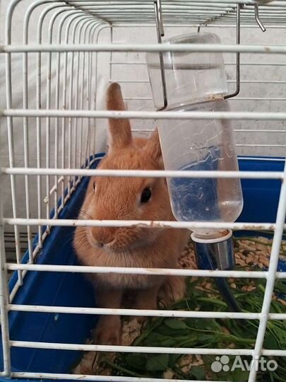 Декоративный карликовый кролики