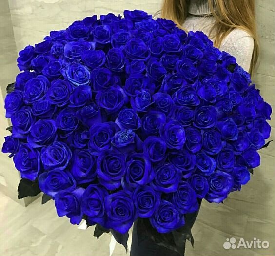 Синие розы 25 51 101 с доставкой