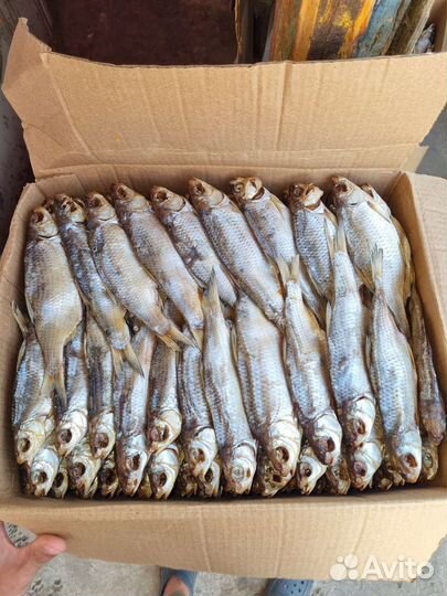 Вобла Астраханская