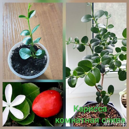 Карисса - комнатная слива