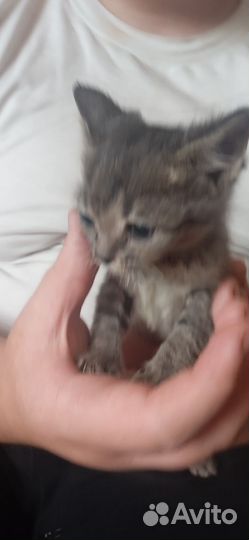 Котята 2.5месаца кушают домашние красивые