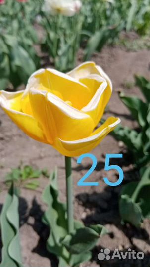 Сортовые тюльпаны