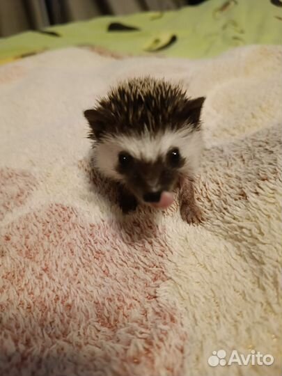 Карликовый африканский ежик
