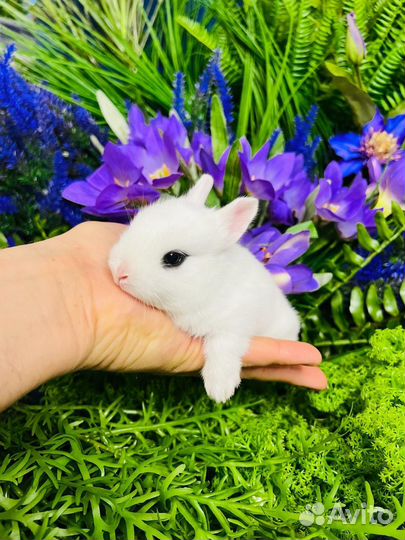 Кролики ручные мини