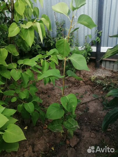 Сирень белая