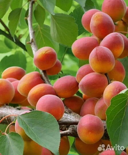 Морозостойкий абрикос триумф северный