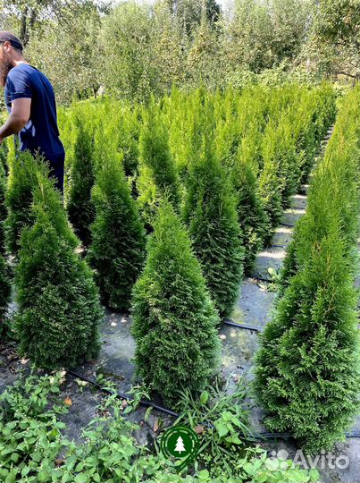 Туя смарагд восточная с доставкой