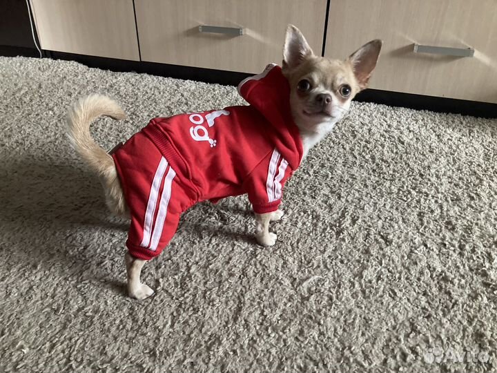 Чихуа мини вязка