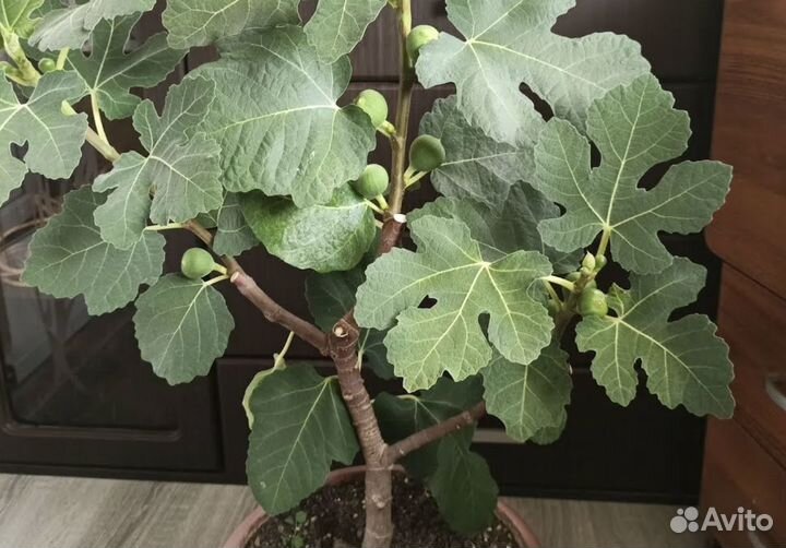 Домашний инжир саженцы