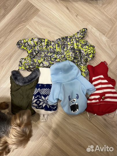 Одежда для собаки