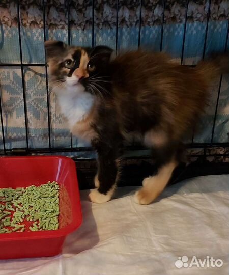 Передержка кошек,котят,выкорм,карантин ул.котят