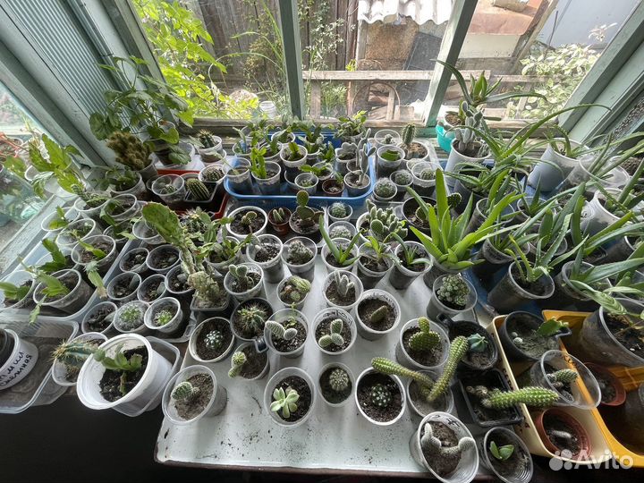 Рассада цветов