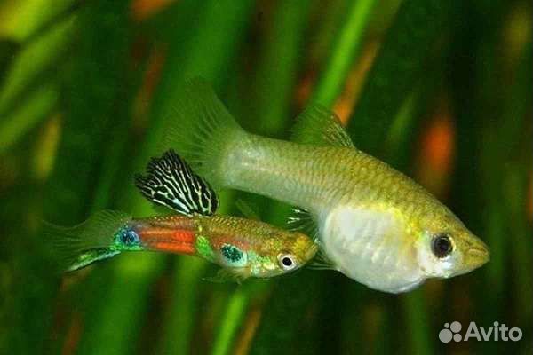 Рыбки гуппи