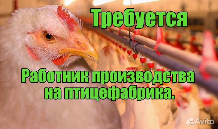 Работа вахтой