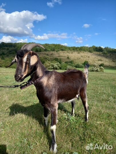 Коза дойная молочная