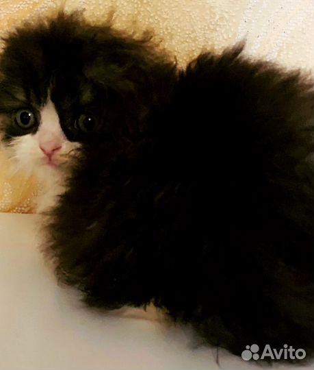 Шотланский котенок