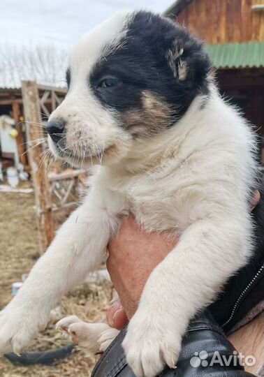 Среднеазиатская овчарка